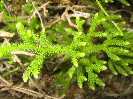 Lycophyta