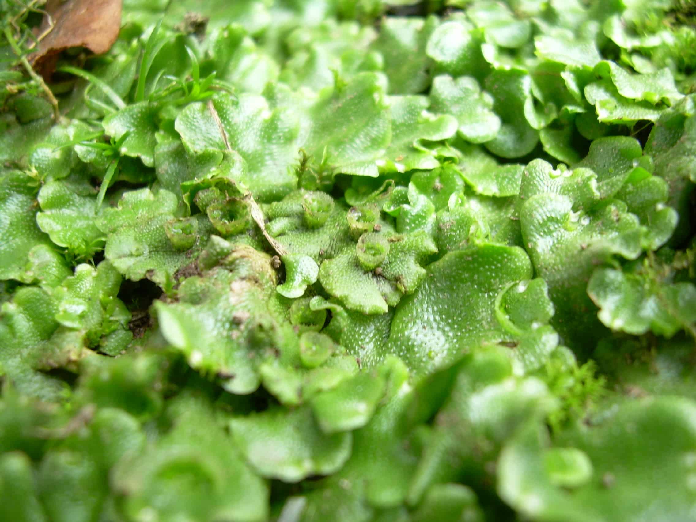 planta hepática