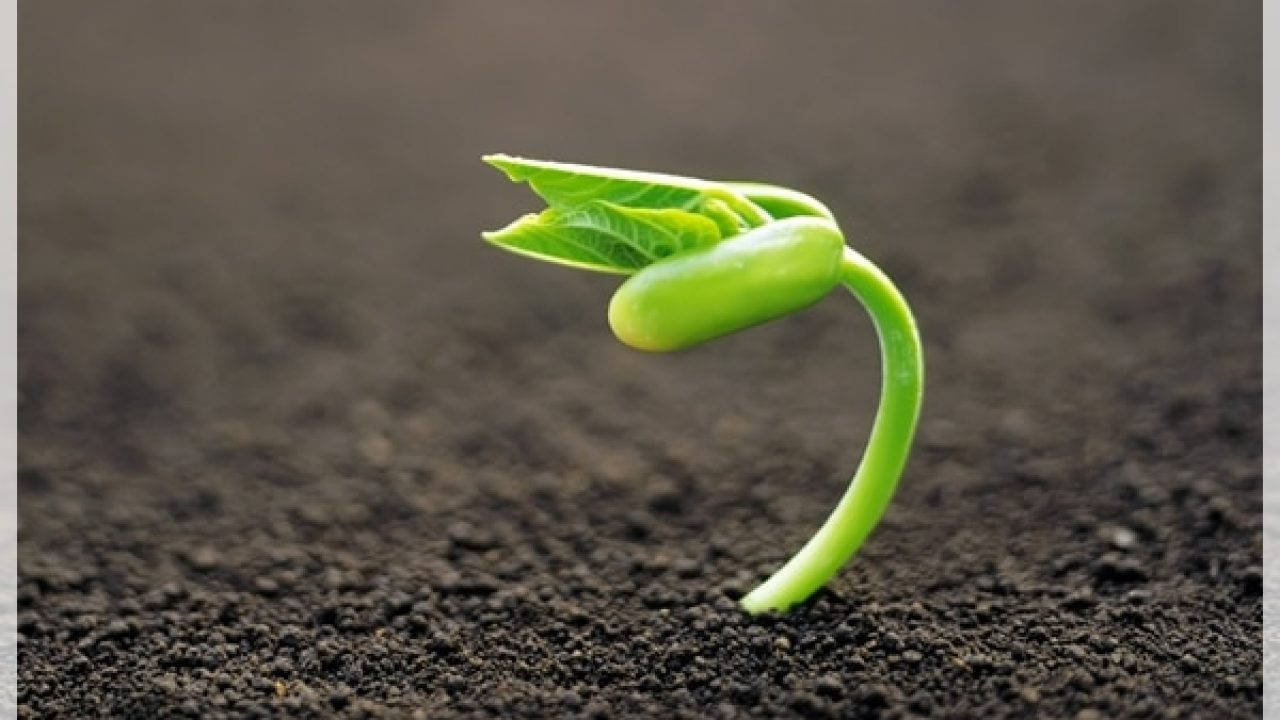 Plantas con semillas