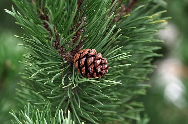 Gimnospermas
