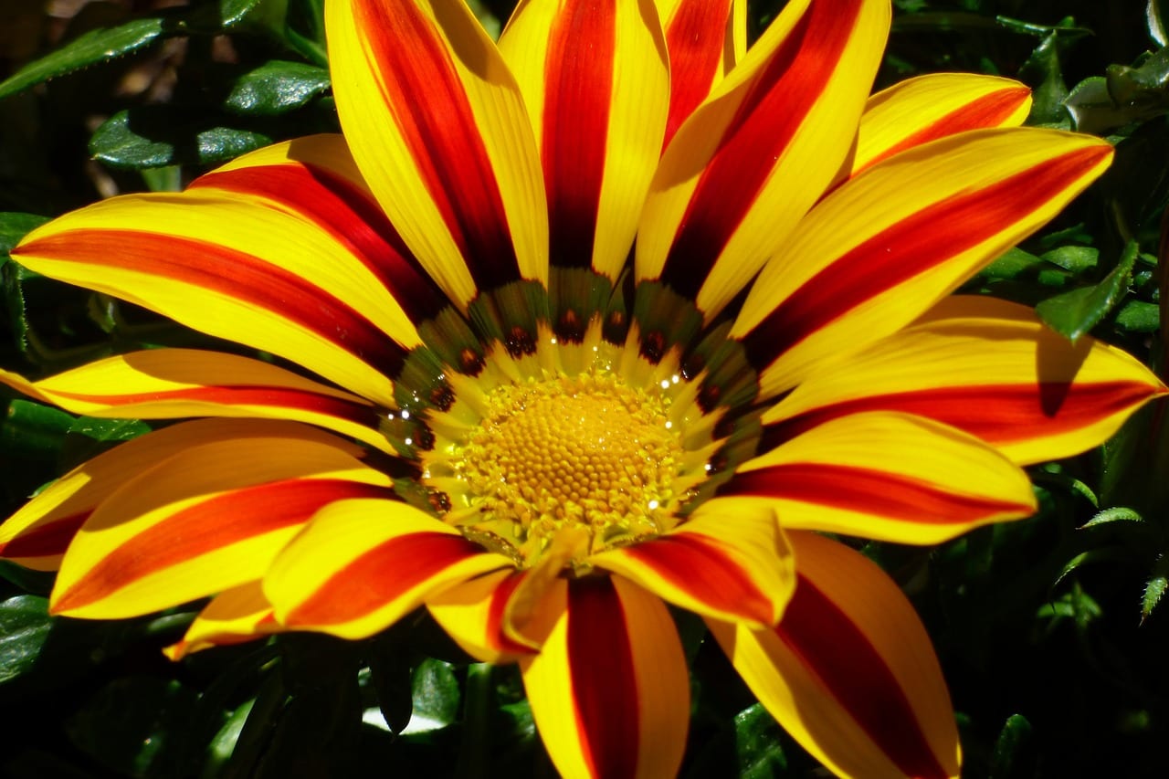 Angiospermas