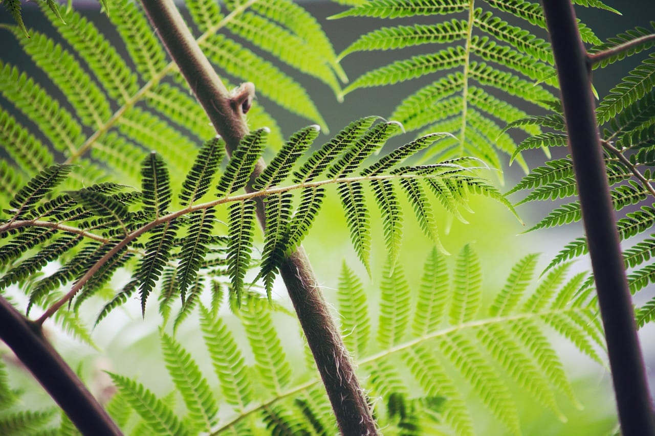 plantas vasculares