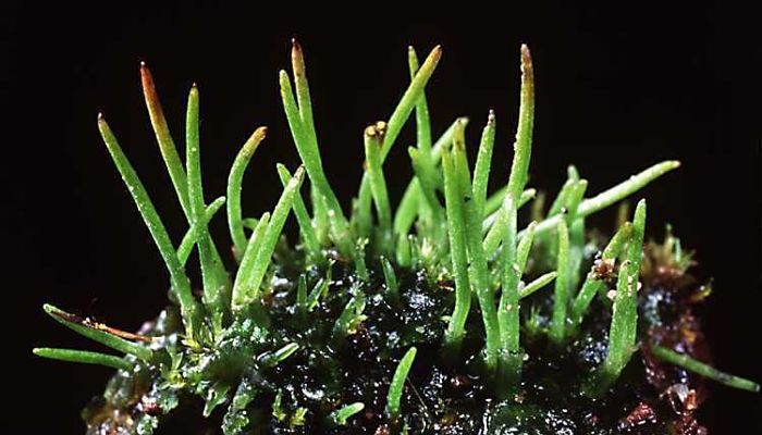 División Anthocerotophyta