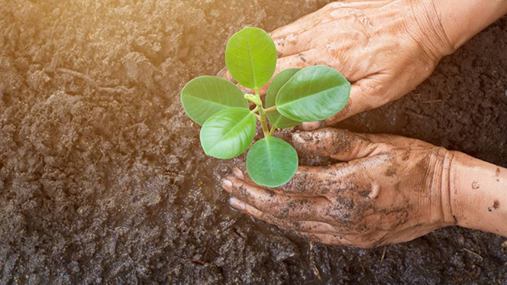 reino de las plantas