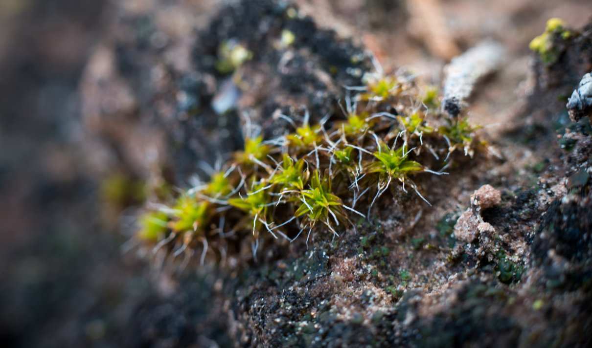 plantas no vasculares