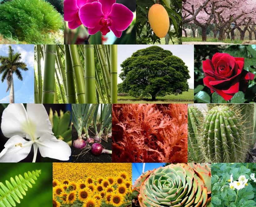 reino de las plantas