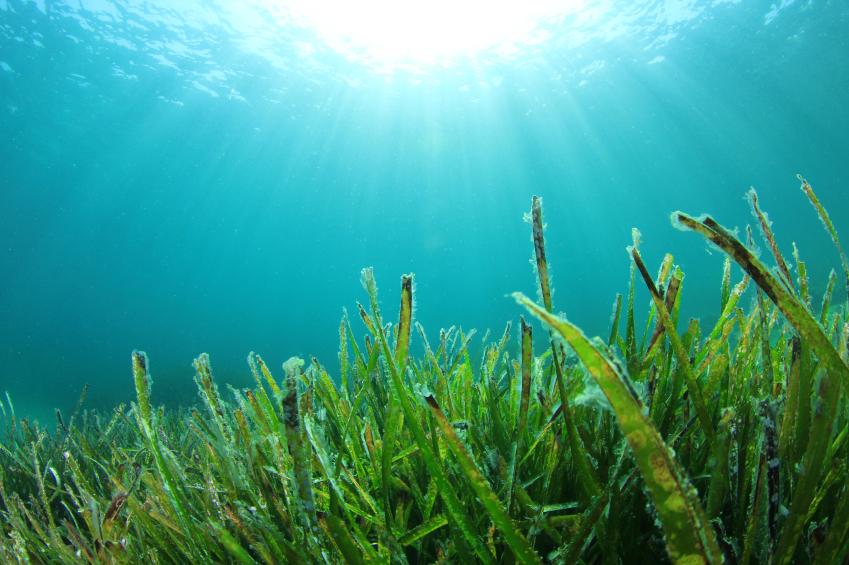 alga verde
