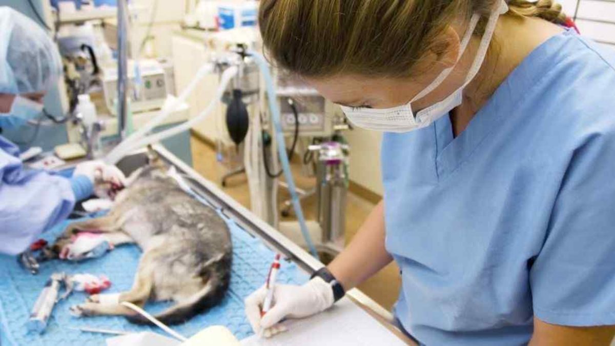 Cómo encontrar formación especializada para ATV (Auxiliar Técnico ...