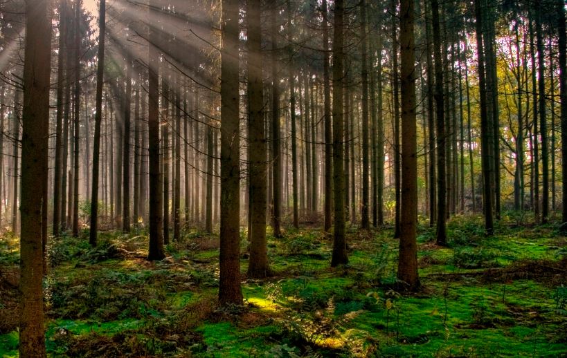Requisitos para ser guarda forestal