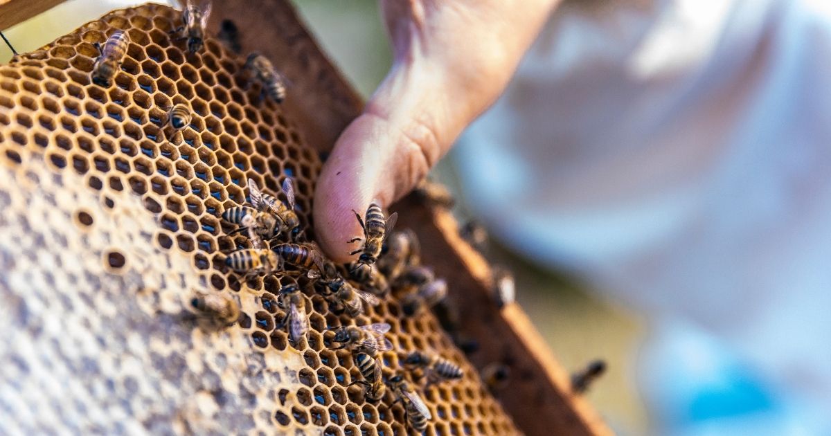 Trámites legales para ser apicultor