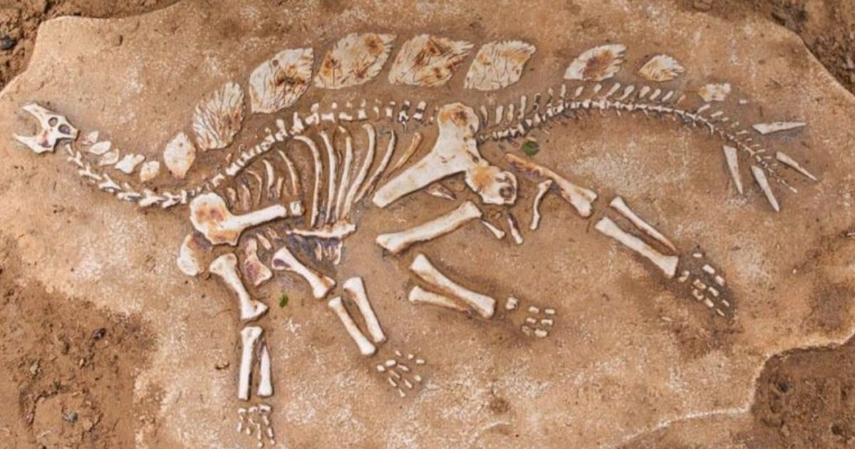  Carrera de Paleontología