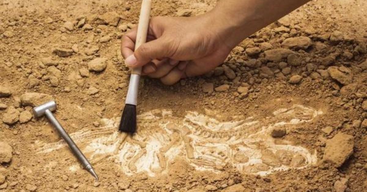 ¿Dónde estudiar la carrera de Paleontología?