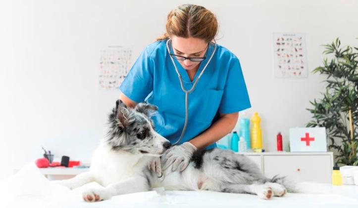 Dónde estudiar medicina veterinaria