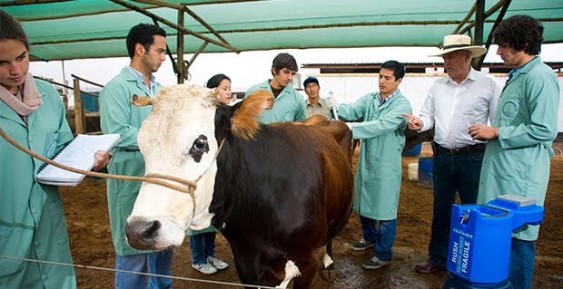 Dónde estudiar medicina veterinaria