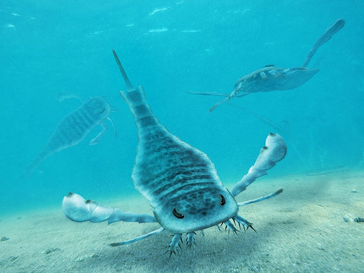 Eurypterida