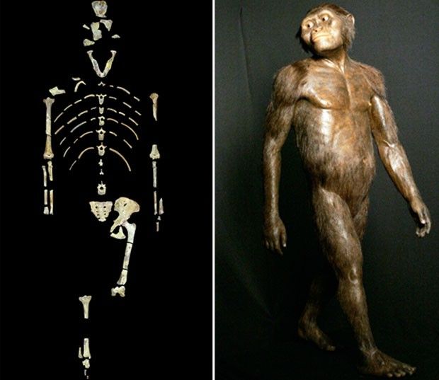 lucy, australopithecus