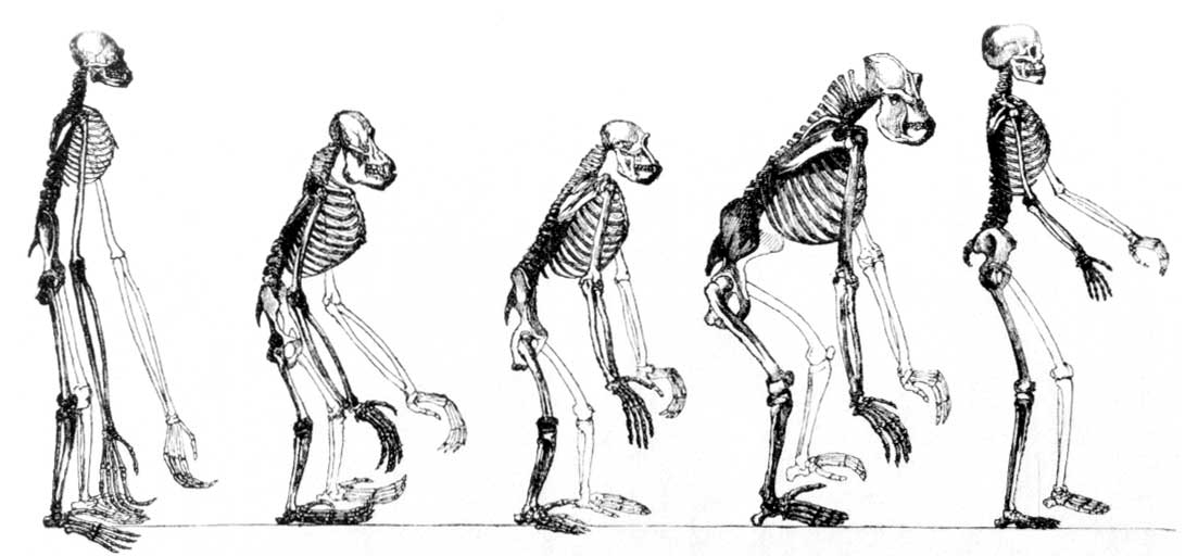 Origen Y Evolución Del Hombre Etapas Y Características Impulsat 2022