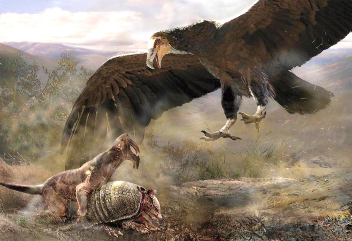 Argentavis Magnificens