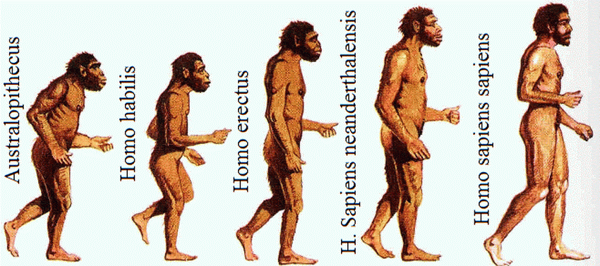 Origen y evolución del hombre: Etapas y características 