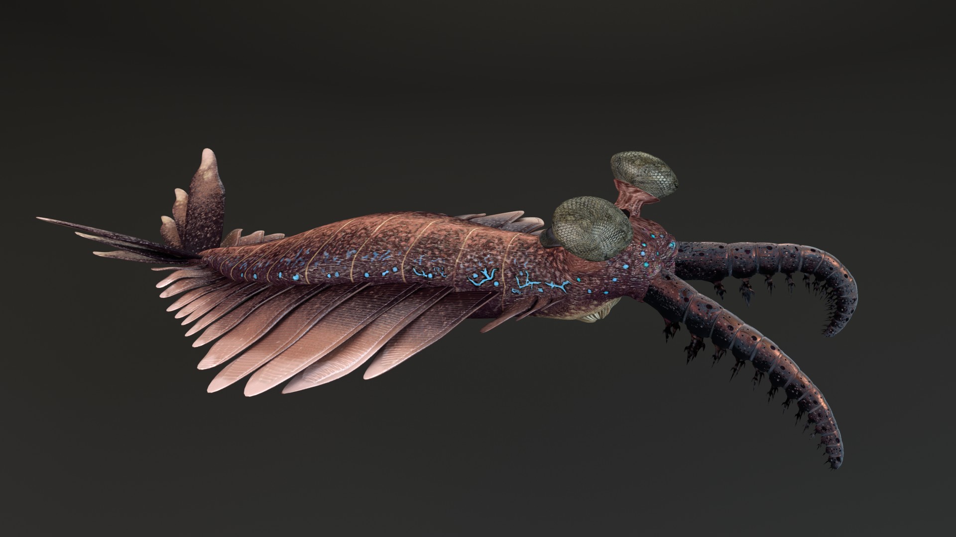 Anomalocaris