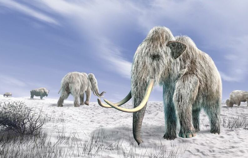 mamuts durante la glaciacion