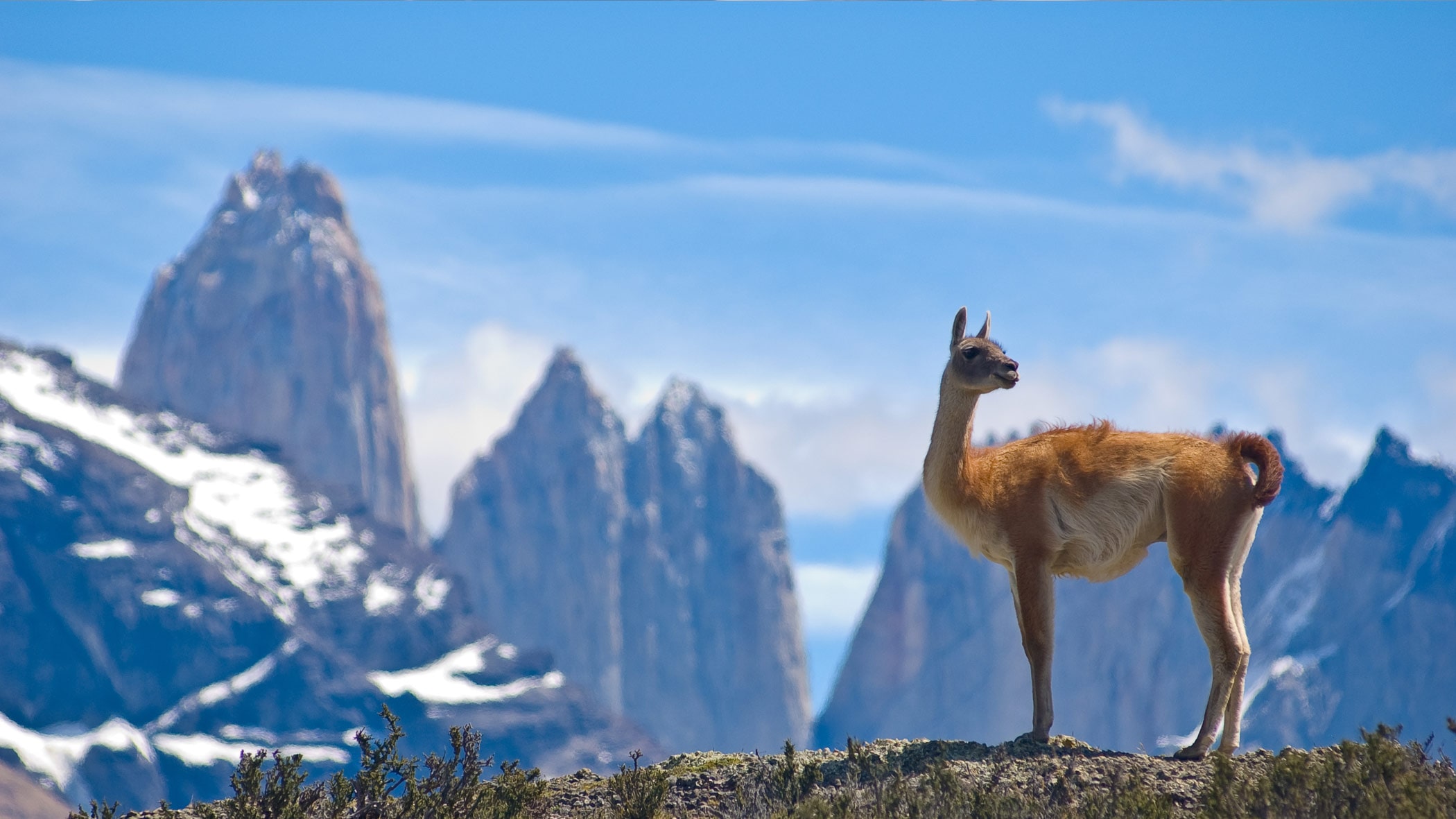 una llama en la naturaleza chilena