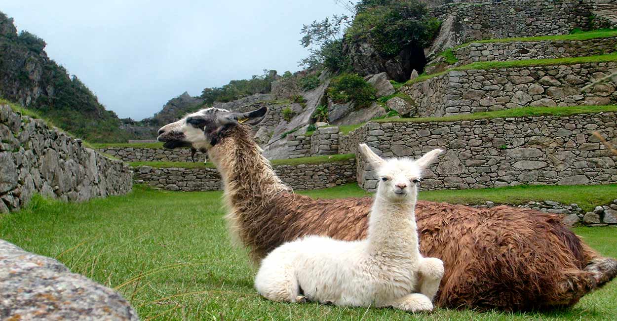 dos llamas en peru
