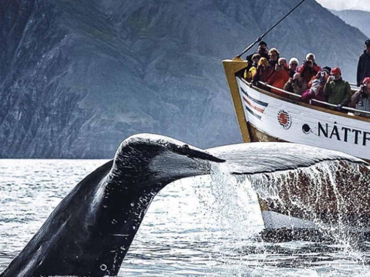 ver ballenas en islandia